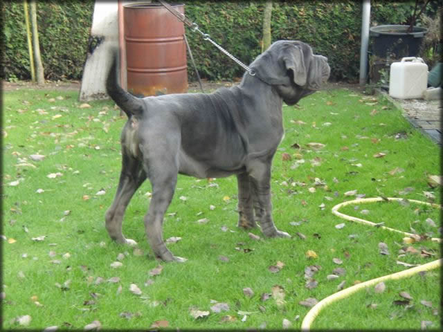 mastino napoletano: Bonnie van de Wiltimana 